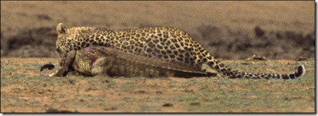 Поединок Леопарда и Крокодила