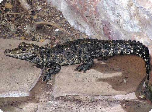 африканский тупорылый крокодил