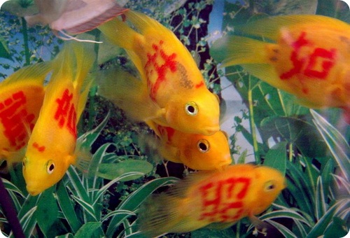 Татуированные рыбы