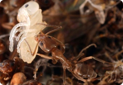 10 самых невероятных муравьиных фактов