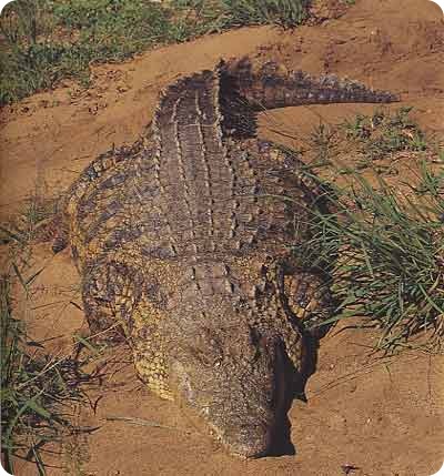 Крокодил людоед - Густав