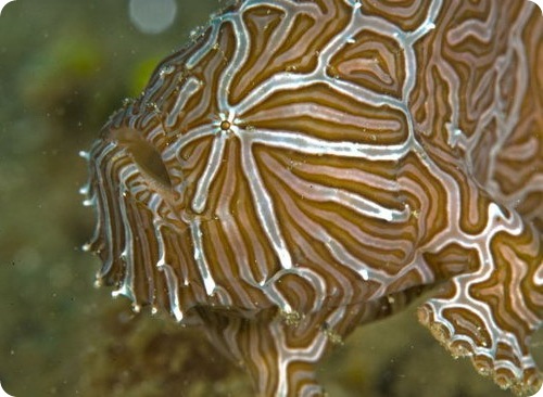 Рыба-лягушка - Histiophryne psychedelica