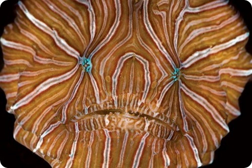 Рыба-лягушка - Histiophryne psychedelica