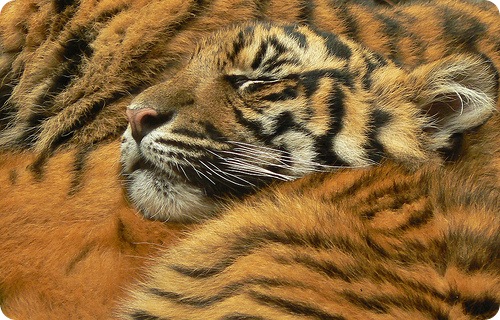 Какие бывают породы тигров?