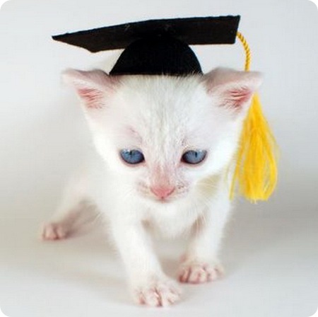 Дипломированные кошки