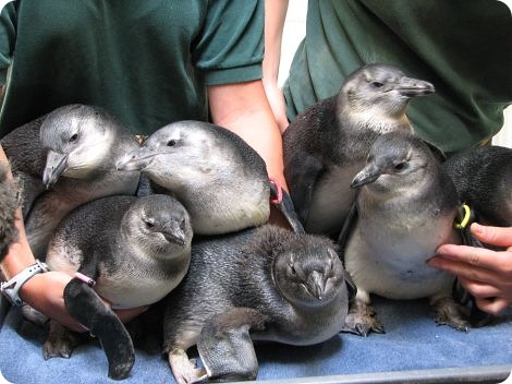 Дадим имена маленьким пингвинам вместе?