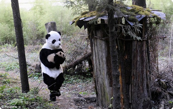 Зачем ученым костюм панды?