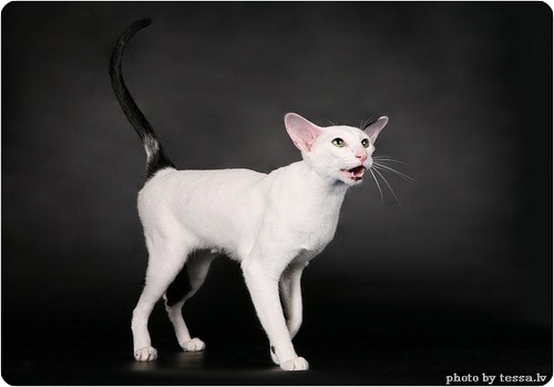 Ориентальная кошка, фото ориентальной кошки
