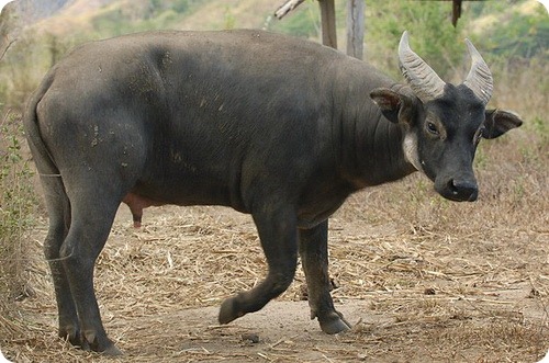 Миндорийский карликовый буйвол