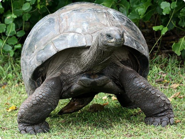 Сейшельские черепахи спасли хурму