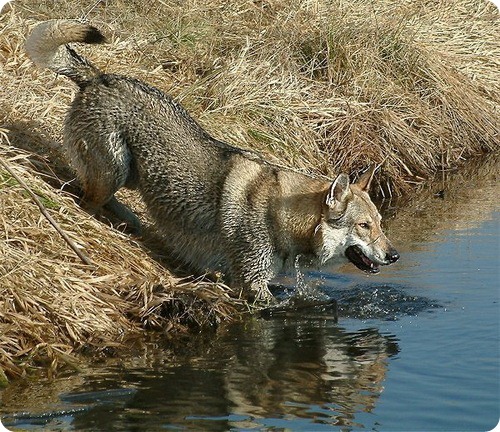 Почти как волк - порода собак чехословацкий влчак | STENA.ee