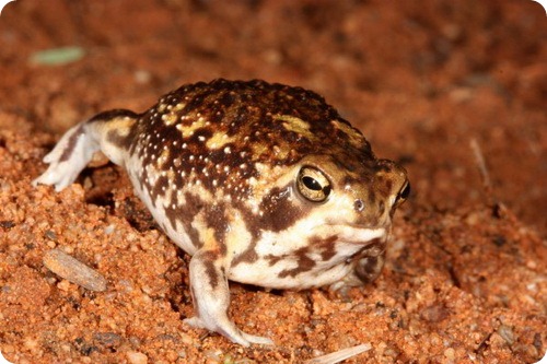 Bushveld Rain Frog (Breviceps adspertus)