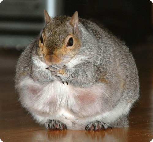 http://www.zoopicture.ru/assets/2011/08/chcklet_perfectly-spherical-squirrel_lynn-t1.jpg