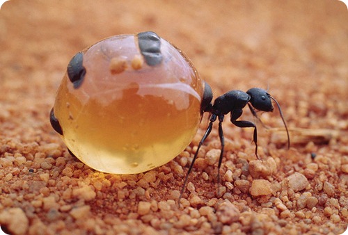 http://www.zoopicture.ru/assets/2011/08/honeypot-ant-diet.jpg