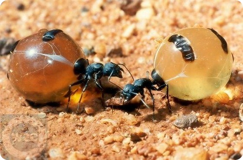 http://www.zoopicture.ru/assets/2011/08/honeypot-ants.jpg