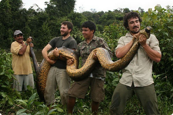 В лесах Гайаны поймана гигантская анаконда