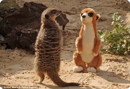 http://www.zoopicture.ru/assets/2011/09/Theyre-meerly-friends-The-unrequited-love-of-one-meerkat-for-his-cuddly-toy-companion-2.jpg
