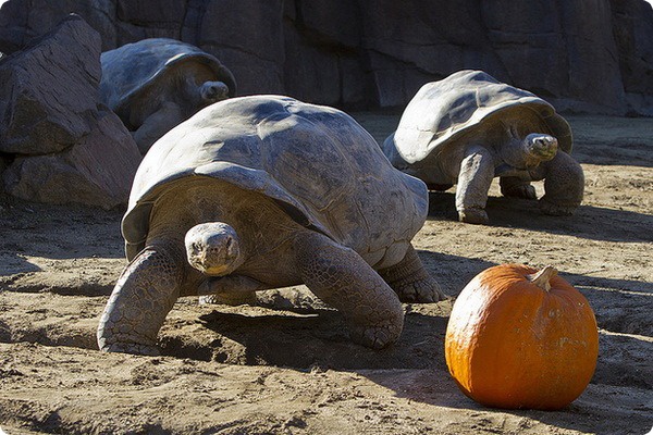 Черепахи отмечают День Благодарения