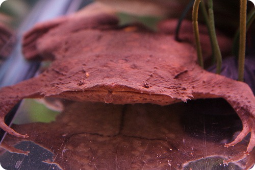 Лягушка которая выращивает потомство на собственной спине