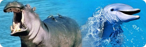 Дельфины и гиппопотамы