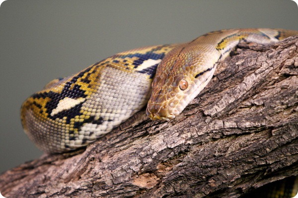 Сетчатый питон (лат. Broghammerus reticulatus)