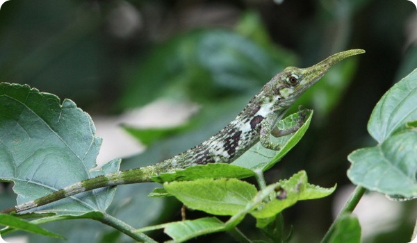 Рогатый анолис (лат. Anolis proboscis)