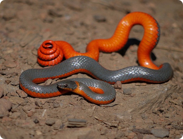 Точечная ошейниковая змея (лат. Diadophis punctatus)