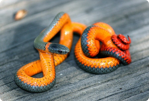 Точечная ошейниковая змея (лат. Diadophis punctatus)