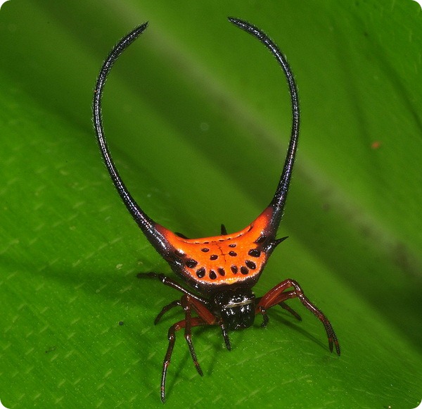 паук-кругопряд – представитель вида Gasteracantha arcuata.