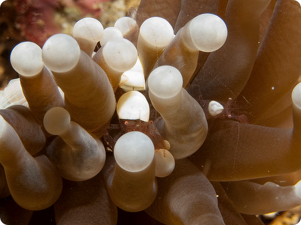 Палемона Hamopontonia corallicola