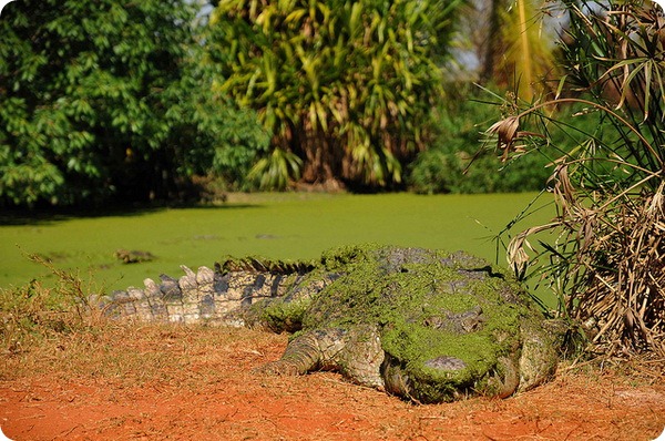 Гребнистый крокодил (лат. Crocodylus porosus)