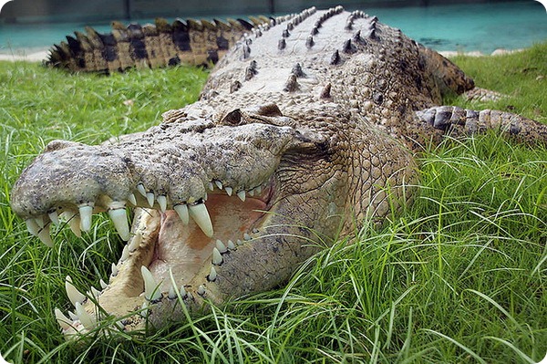Гребнистый крокодил (лат. Crocodylus porosus)