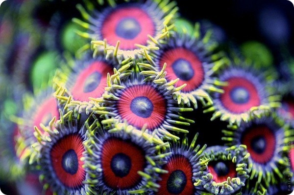 Красочные кораллы от Феликса Салазара