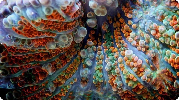 Красочные кораллы от Феликса Салазара