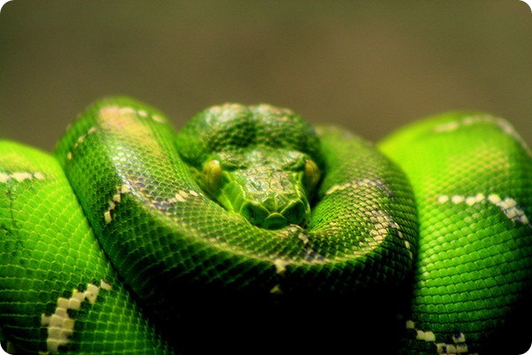 Зеленый или древесный питон (лат. Morelia viridis)