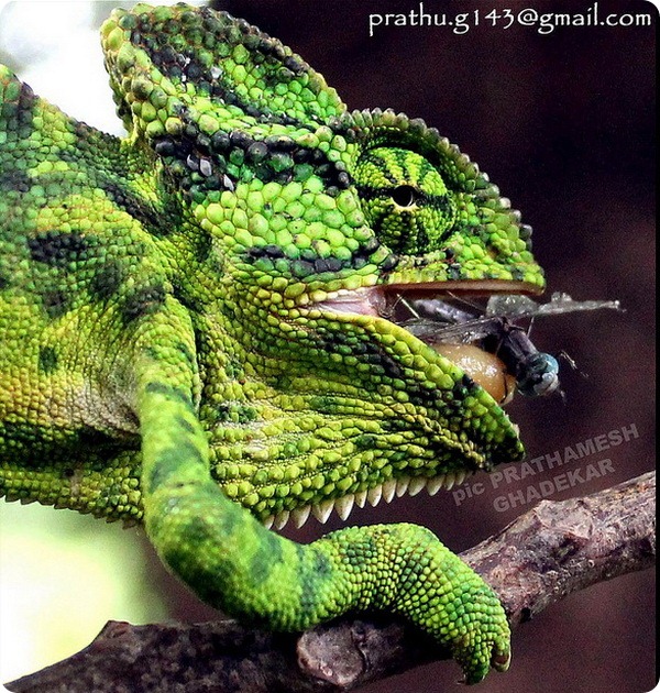 Индийский хамелеон (лат. Chamaeleo zeylanicus)