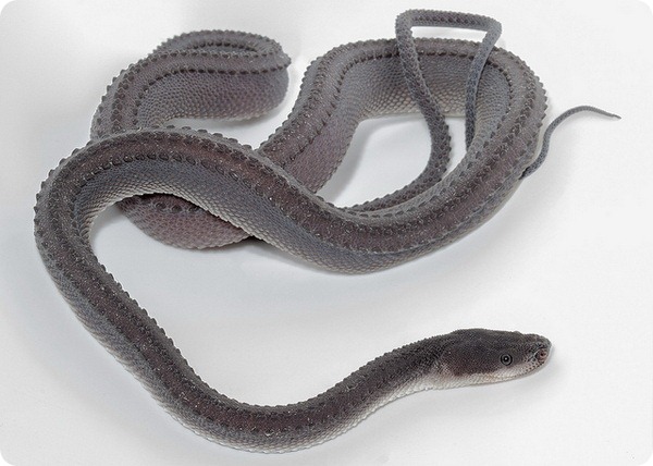 Яванский ксенодерм (лат. Xenodermus javanicus)