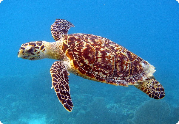 Бисса или настоящая каретта (лат. Eretmochelys imbricata)