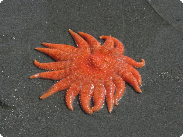 Морская звезда-подсолнух, или пикноподия (лат. Pycnopodia helianthoides)