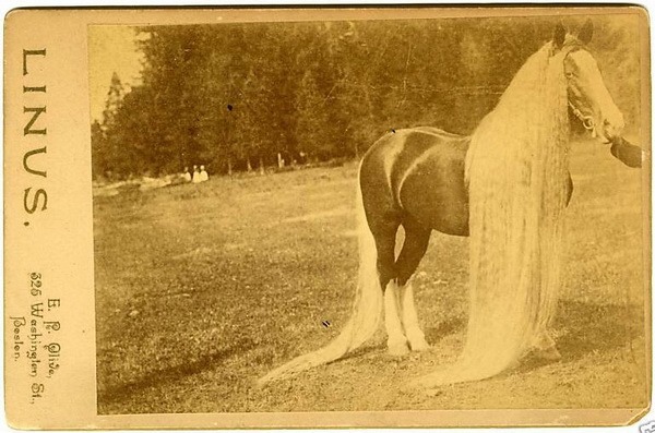 Линус - длинногривый чудо-конь