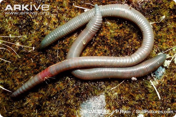 http://www.zoopicture.ru/assets/2013/04/Giant-Gippsland-earthworm.jpg