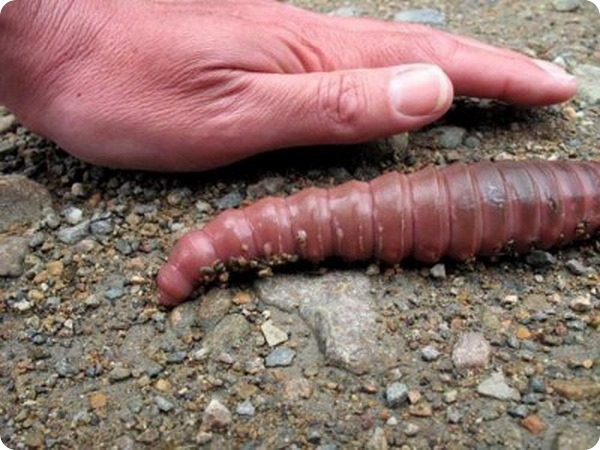 http://www.zoopicture.ru/assets/2013/04/giant_earthworm.jpg