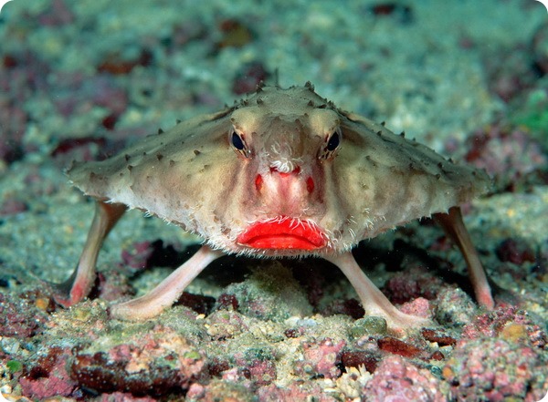 red-lipped-batfish-203.jpg