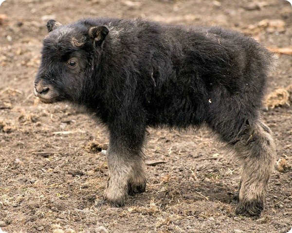 Детеныш овцебыка из зоопарка Калгари