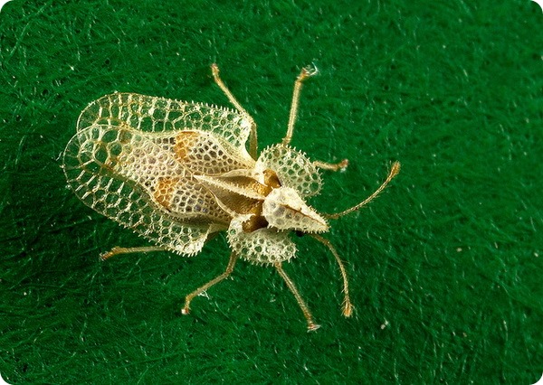 Кружевница Corythucha ciliata