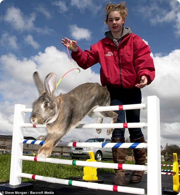 Кролики-легкоатлеты