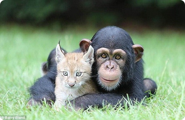 Рысенок и шимпанзе - лучшие друзья