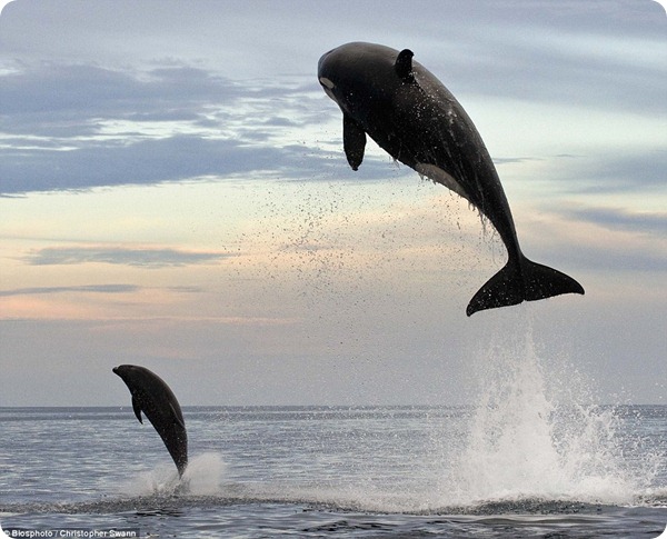 Невероятная погоня косатки за дельфином