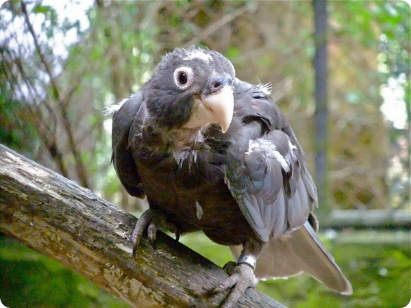 Большой попугай-ваза (лат. Coracopsis vasa)