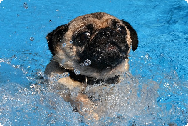 Как научить собаку плавать?